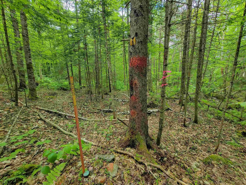 2100 Greendale Road Mount Holly VT 05730