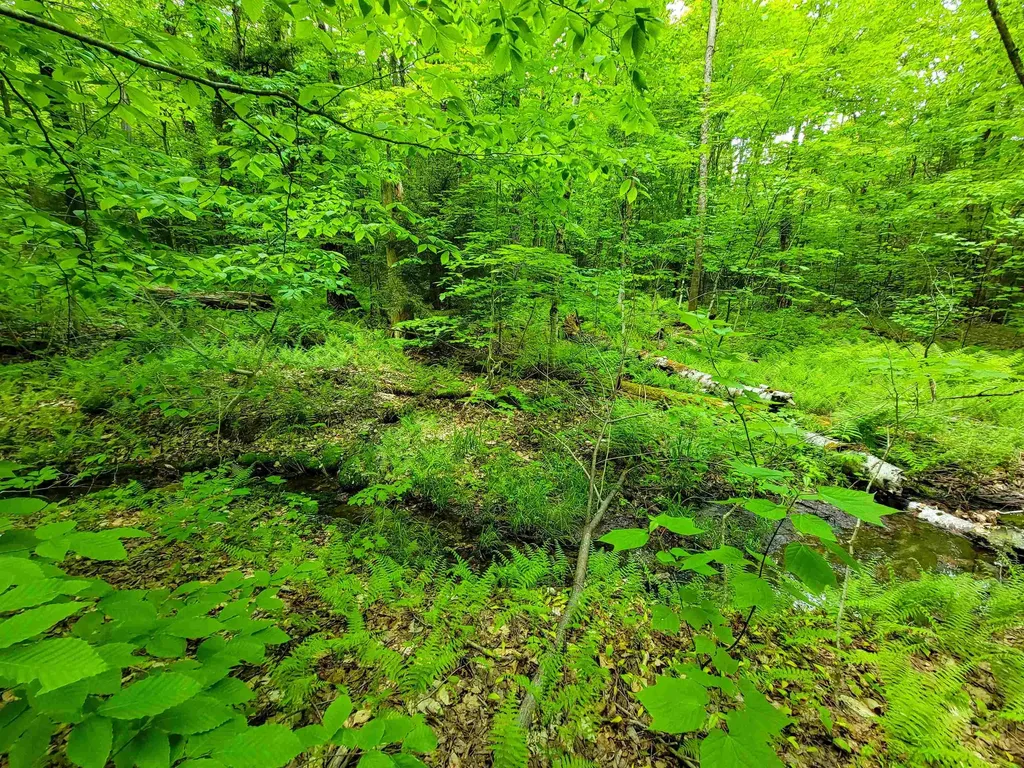 2100 Greendale Road Mount Holly VT 05730