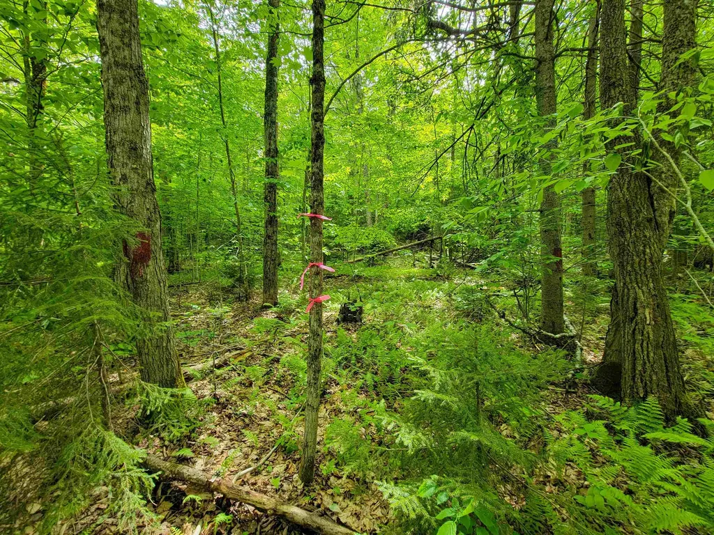 2100 Greendale Road Mount Holly VT 05730