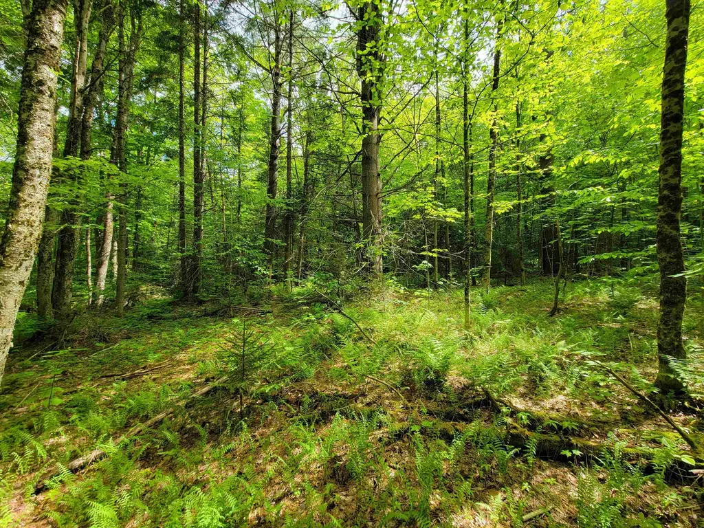 2100 Greendale Road Mount Holly VT 05730