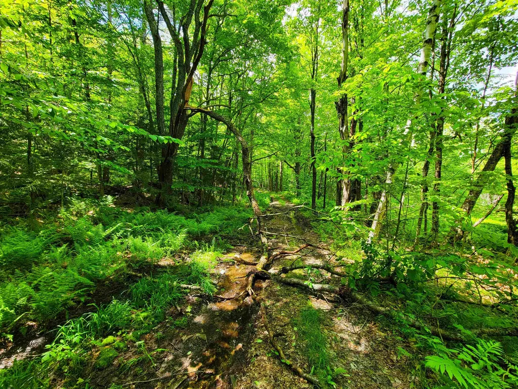 2100 Greendale Road Mount Holly VT 05730