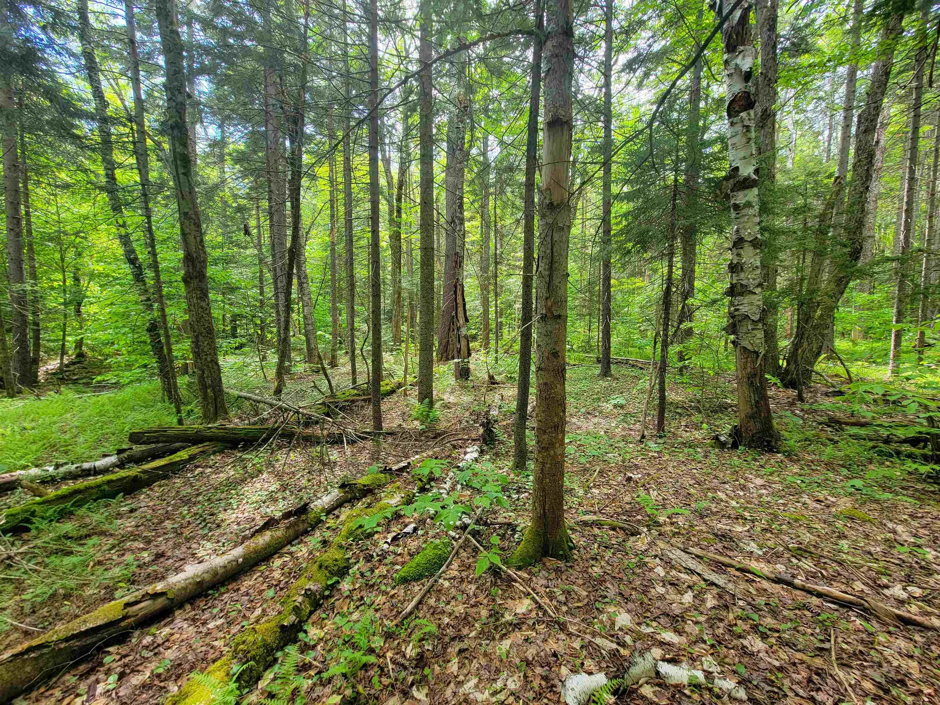 2100 Greendale Road Mount Holly VT 05730