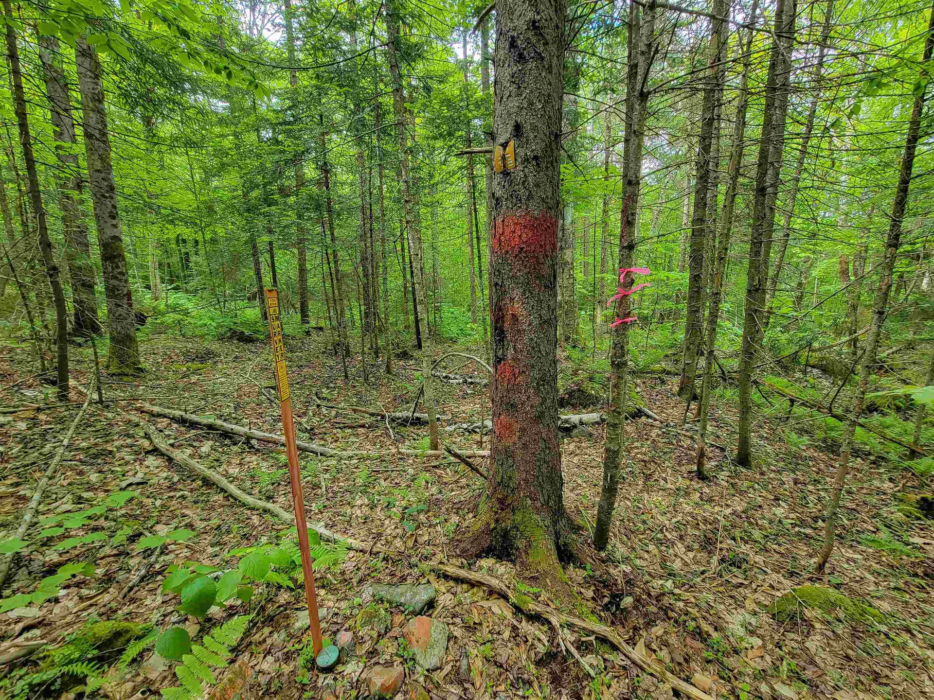 2100 Greendale Road Mount Holly VT 05730