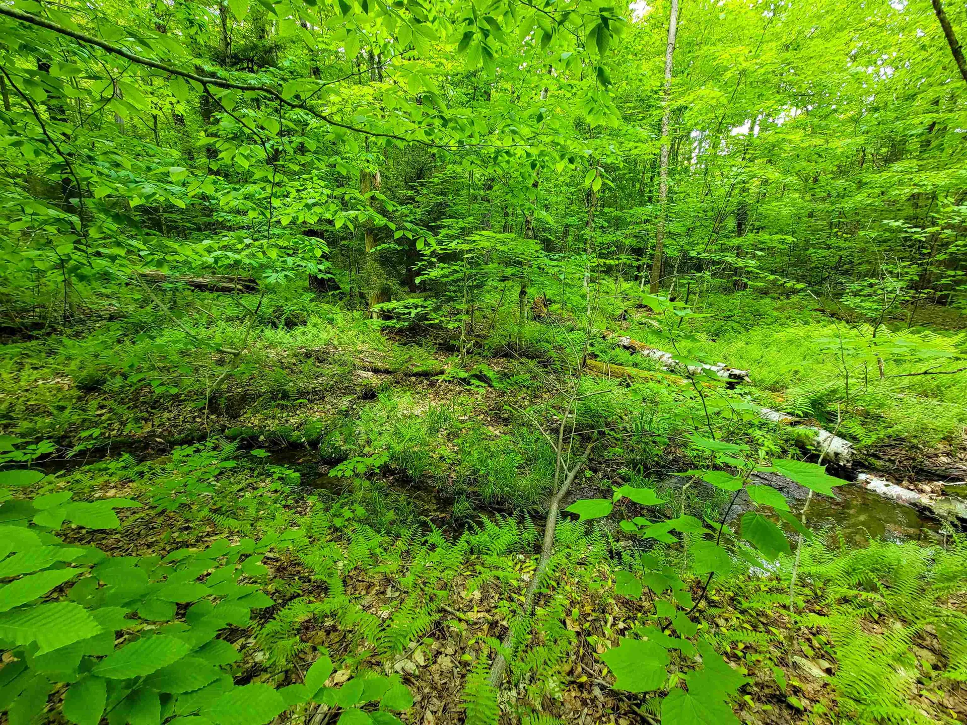 2100 Greendale Road Mount Holly VT 05730