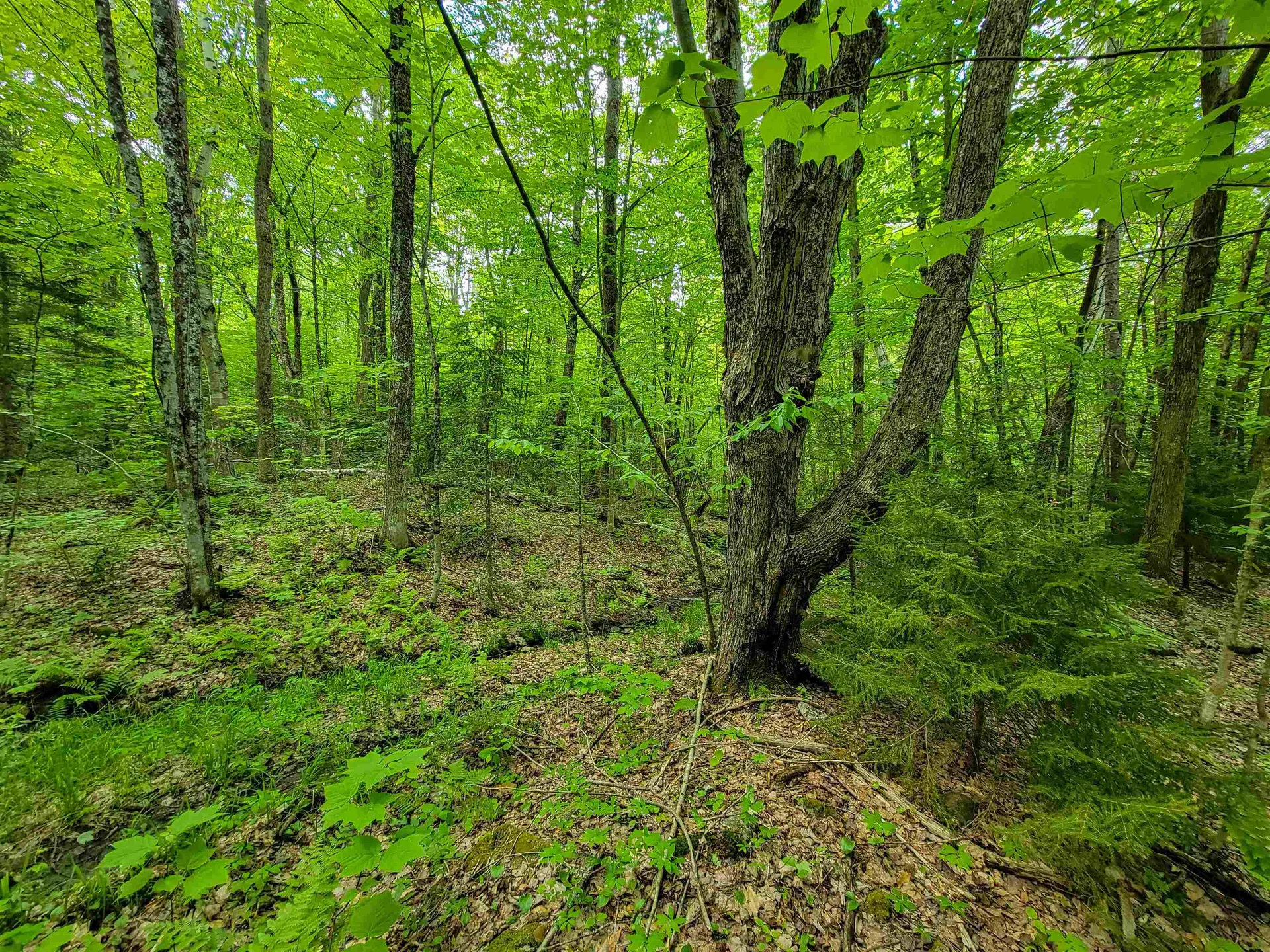 2100 Greendale Road Mount Holly VT 05730