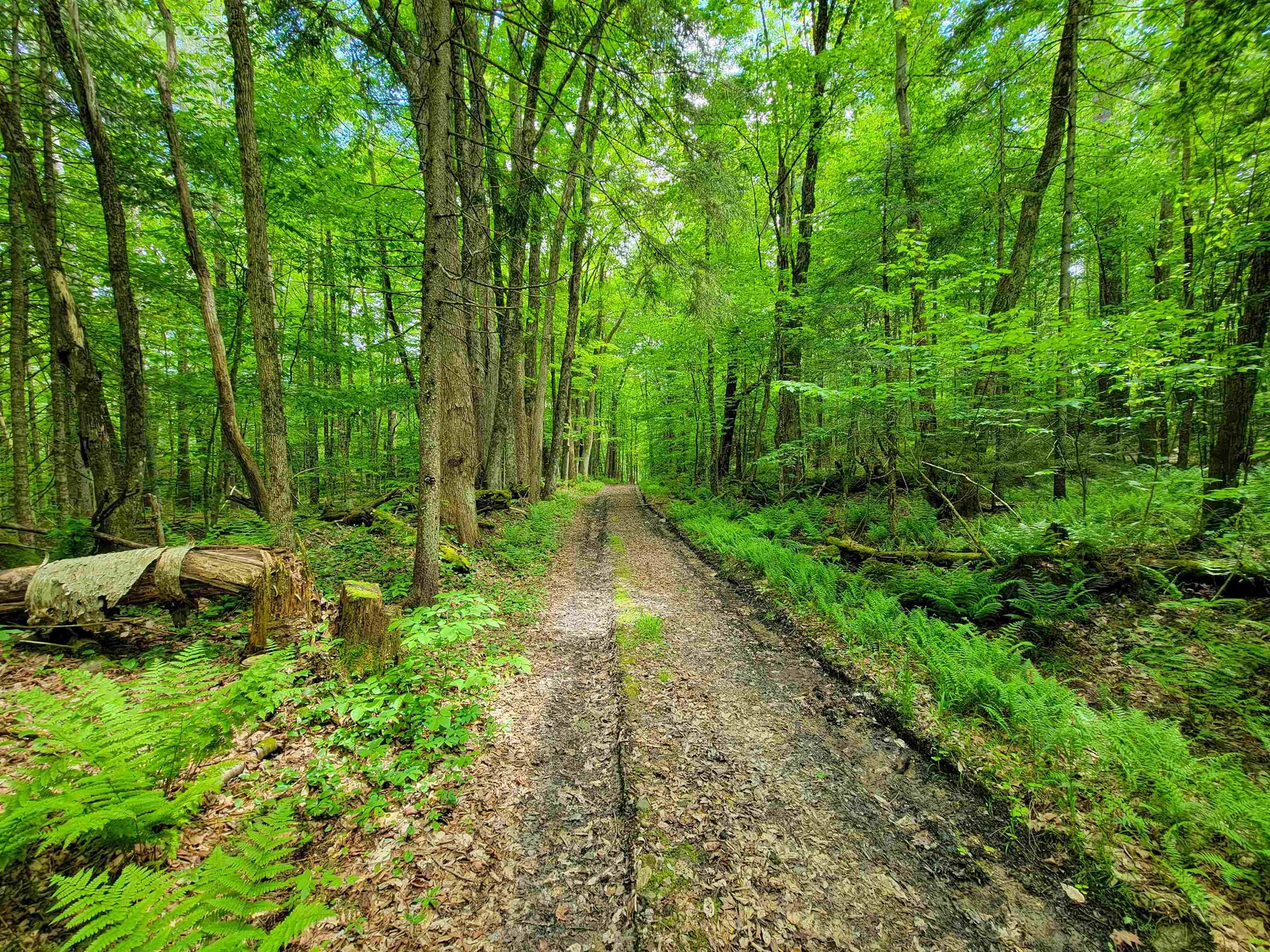 2100 Greendale Road Mount Holly VT 05730