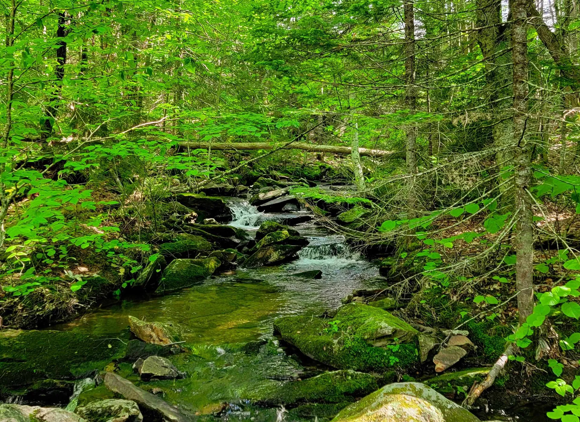 2100 Greendale Road Mount Holly VT 05730