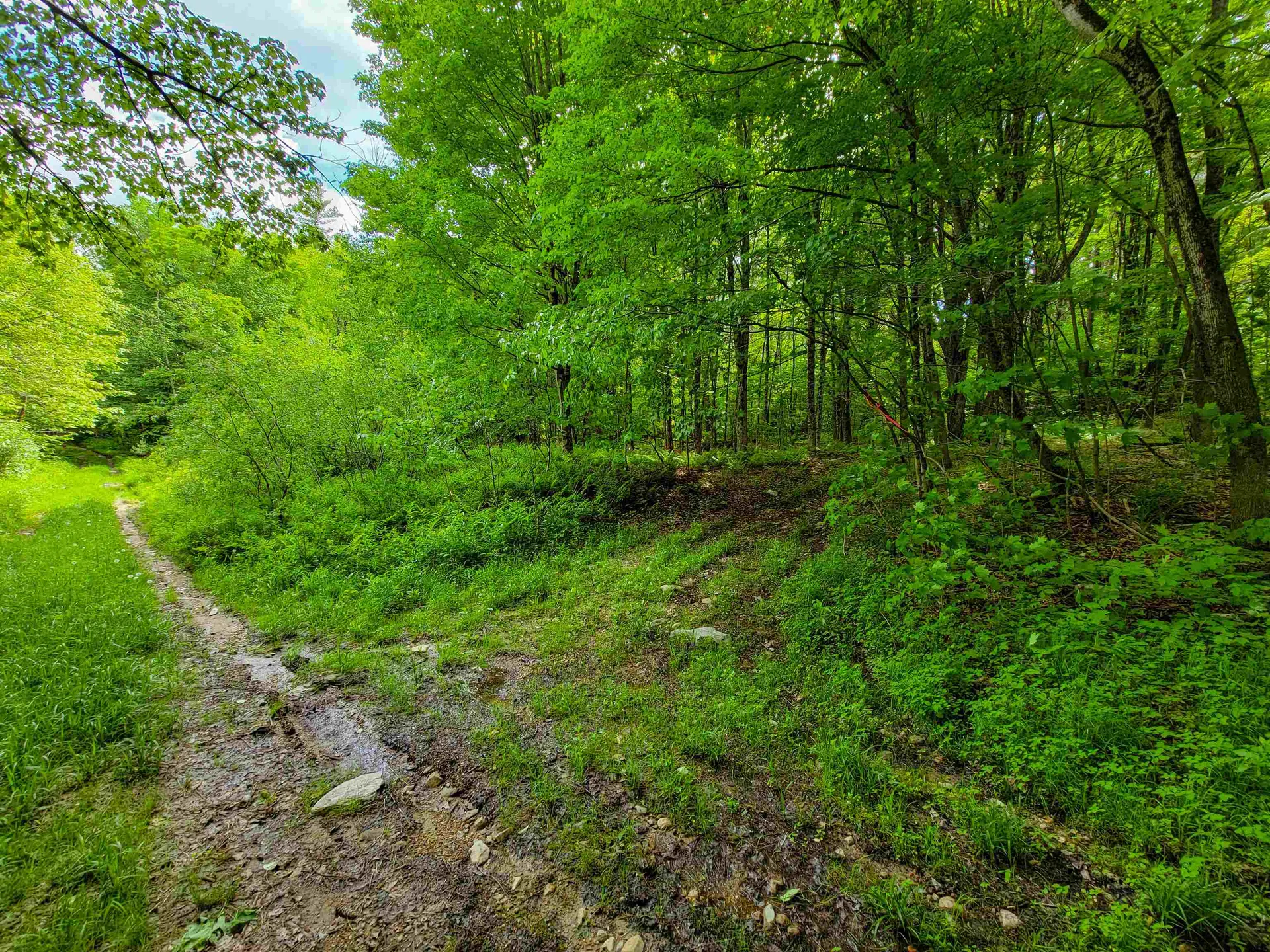 2100 Greendale Road Mount Holly VT 05730