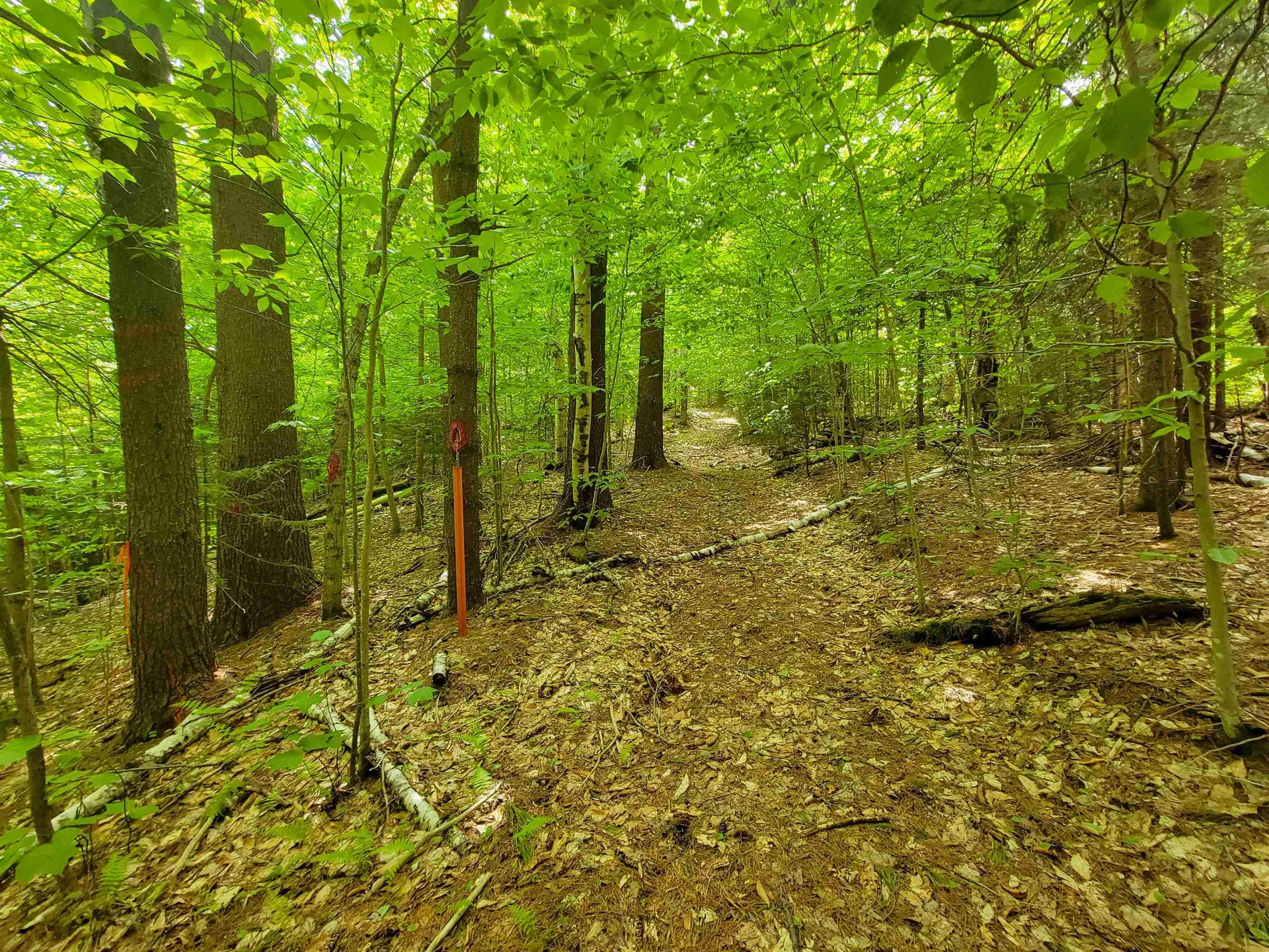 2100 Greendale Road Mount Holly VT 05730