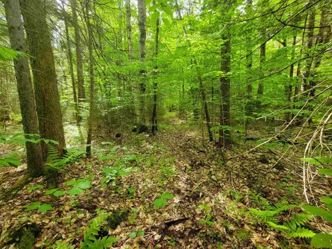 2100 Greendale Road Mount Holly VT 05730