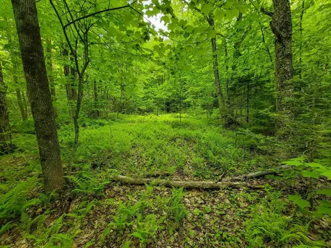 2100 Greendale Road Mount Holly VT 05730