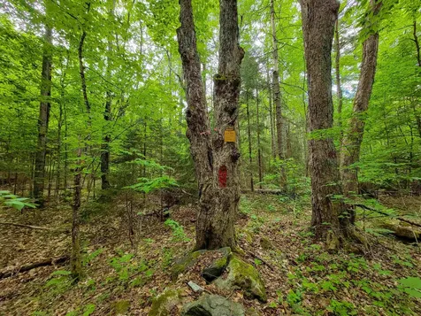 2100 Greendale Road Mount Holly VT 05730