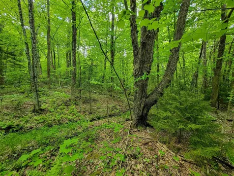 2100 Greendale Road Mount Holly VT 05730