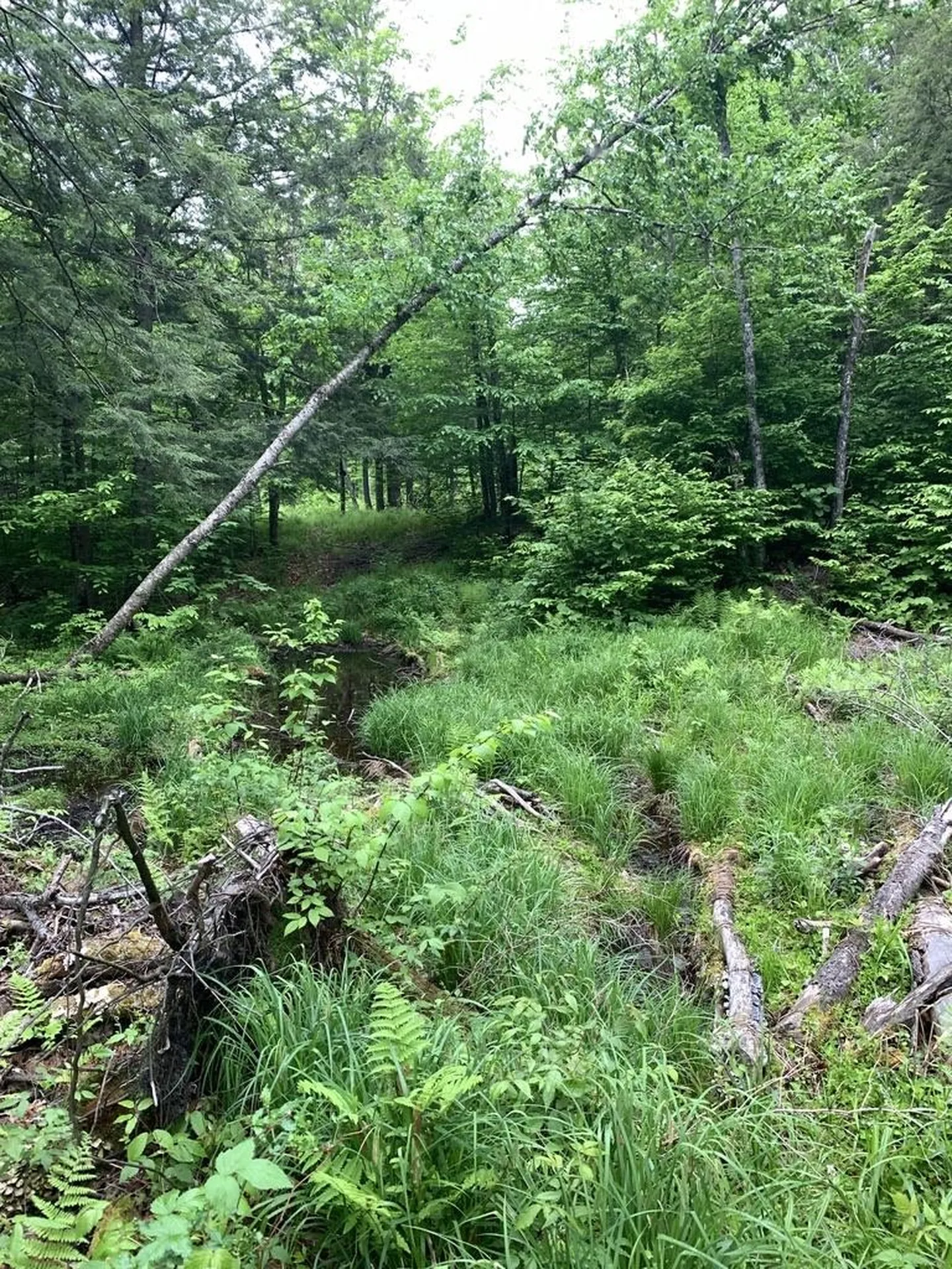 235 Hill Top Drive Worcester VT 05682