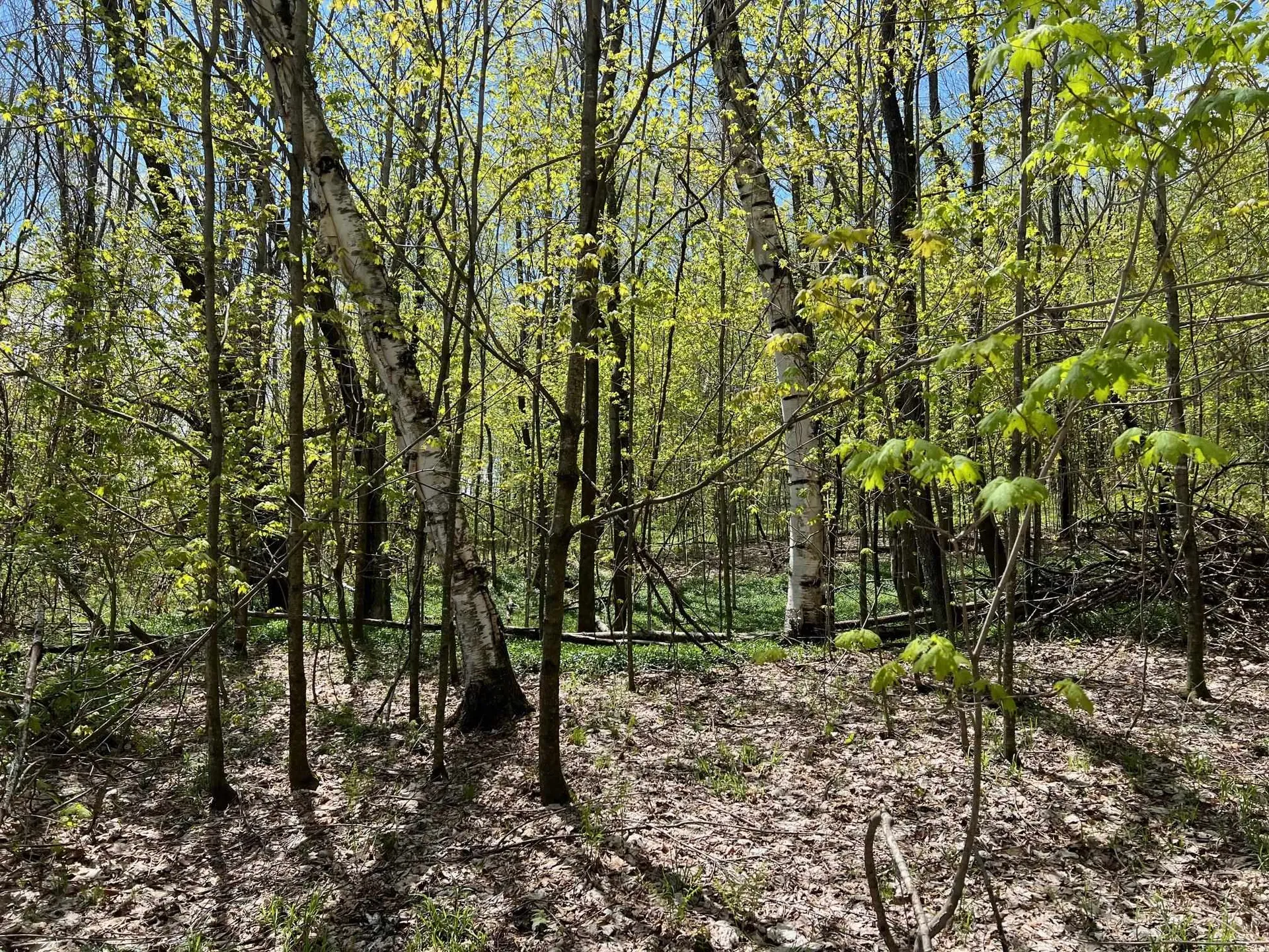 501 Old Otis Road Danby VT 05739