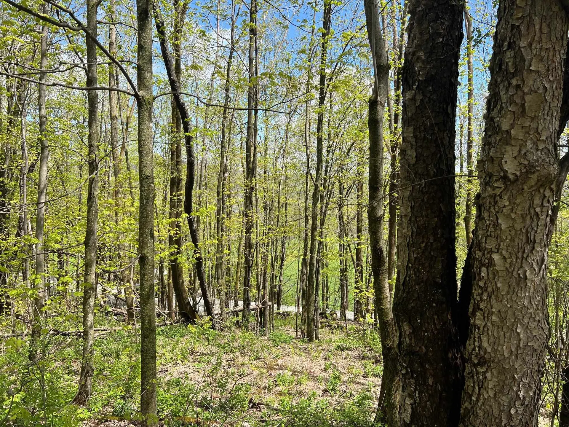 501 Old Otis Road Danby VT 05739