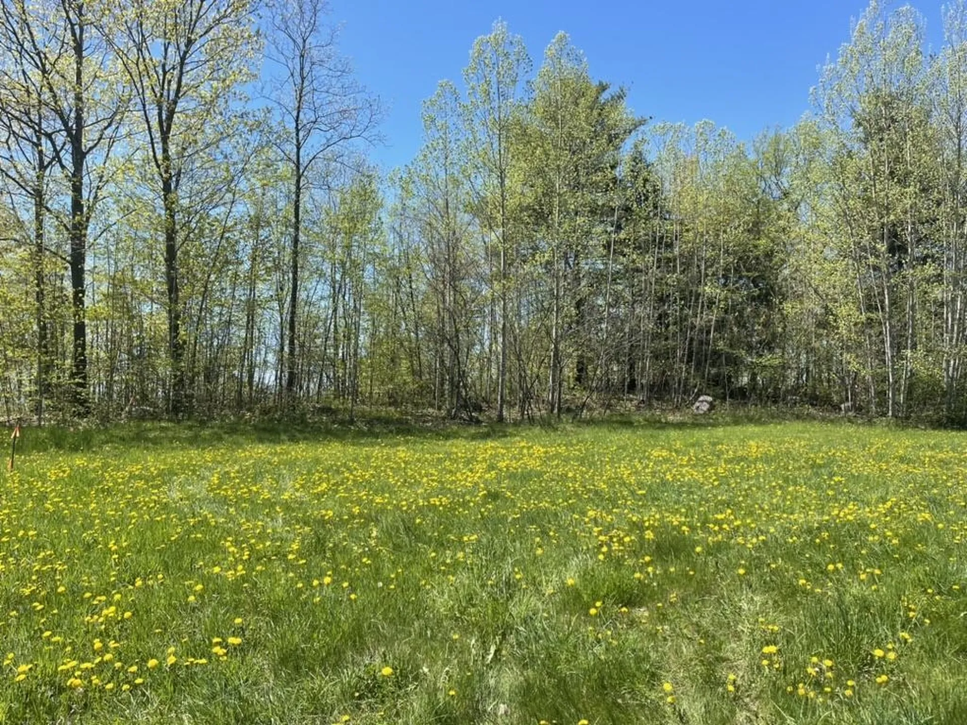 Tbd Forrest Road Bridport VT 05734