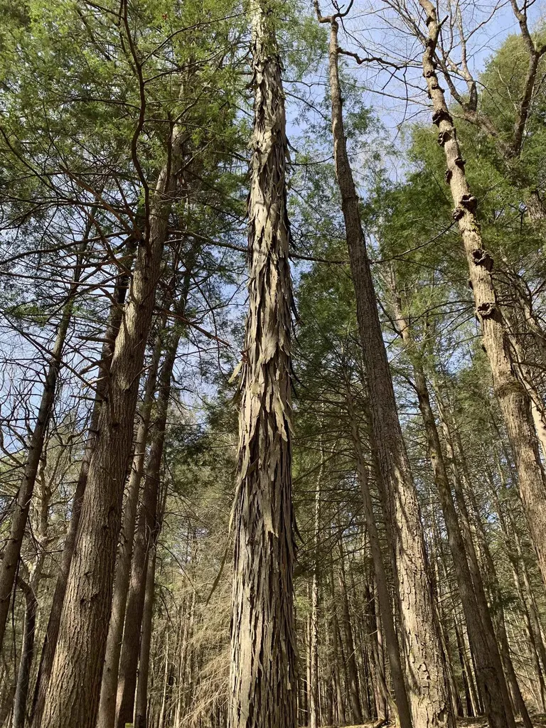 19 Shag Bark Hill Putney VT 05346