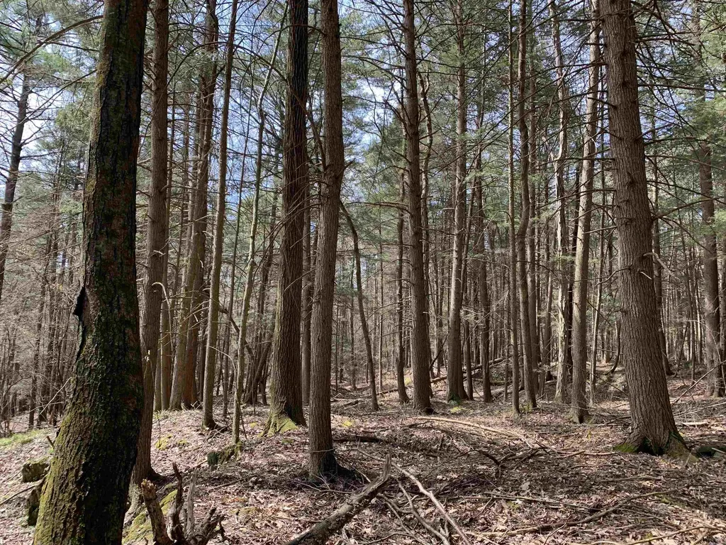 19 Shag Bark Hill Putney VT 05346