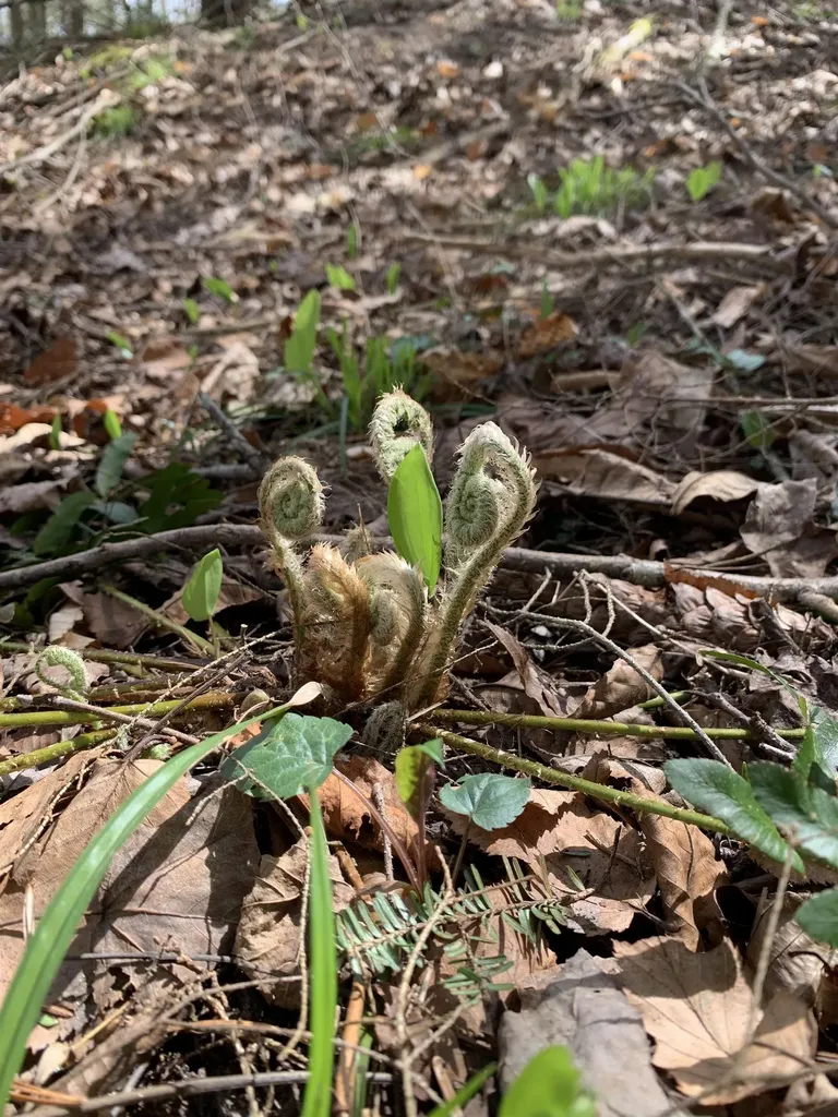 19 Shag Bark Hill Putney VT 05346