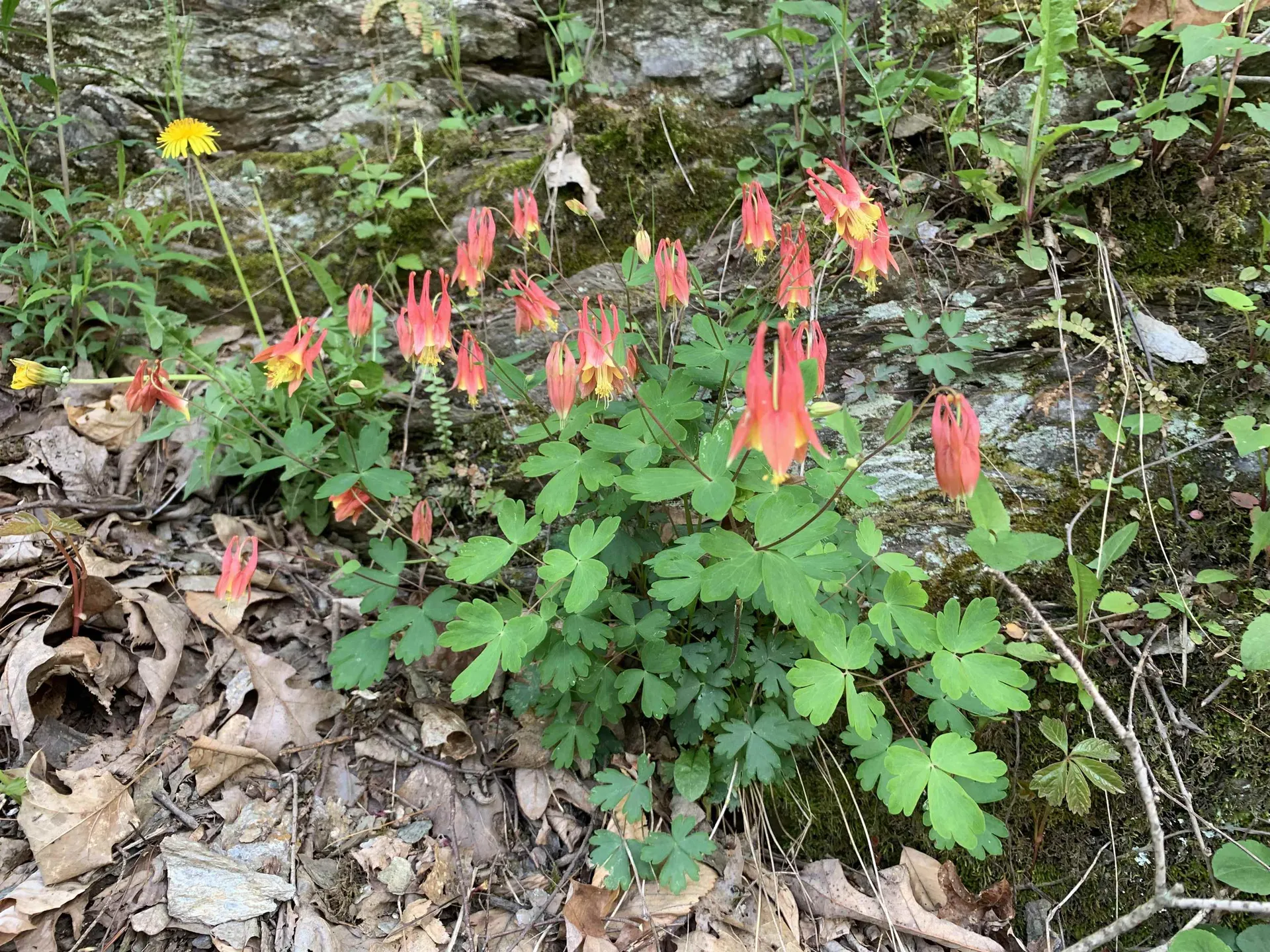 19 Shag Bark Hill Putney VT 05346