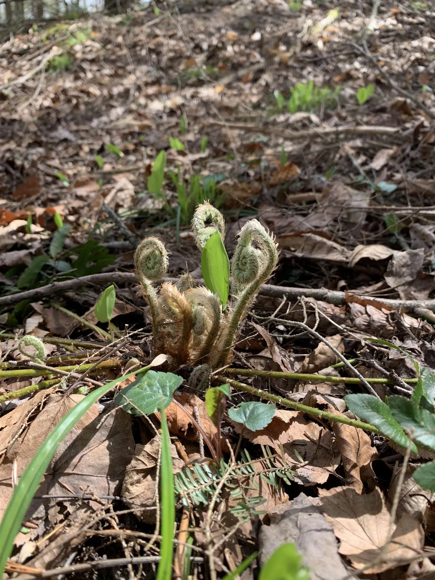 19 Shag Bark Hill Putney VT 05346