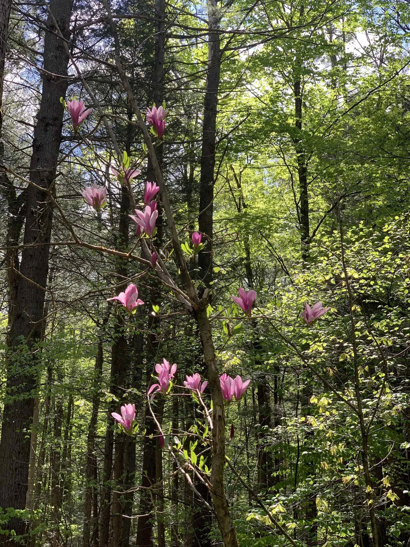 19 Shag Bark Hill Putney VT 05346