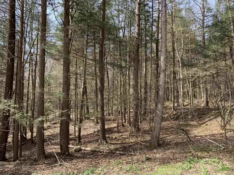 19 Shag Bark Hill Putney VT 05346