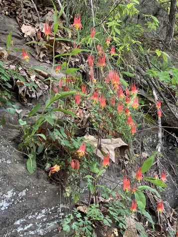 19 Shag Bark Hill Putney VT 05346