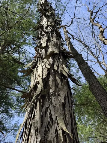 19 Shag Bark Hill Putney VT 05346