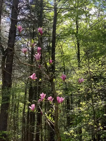 19 Shag Bark Hill Putney VT 05346