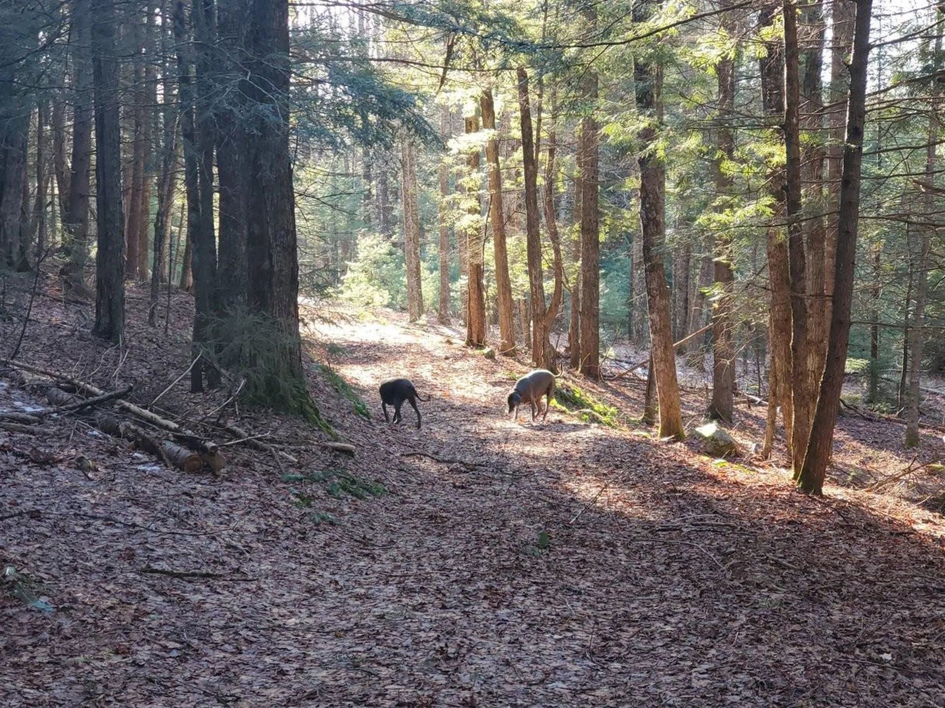 190 Bolander Road Bradford VT 05033