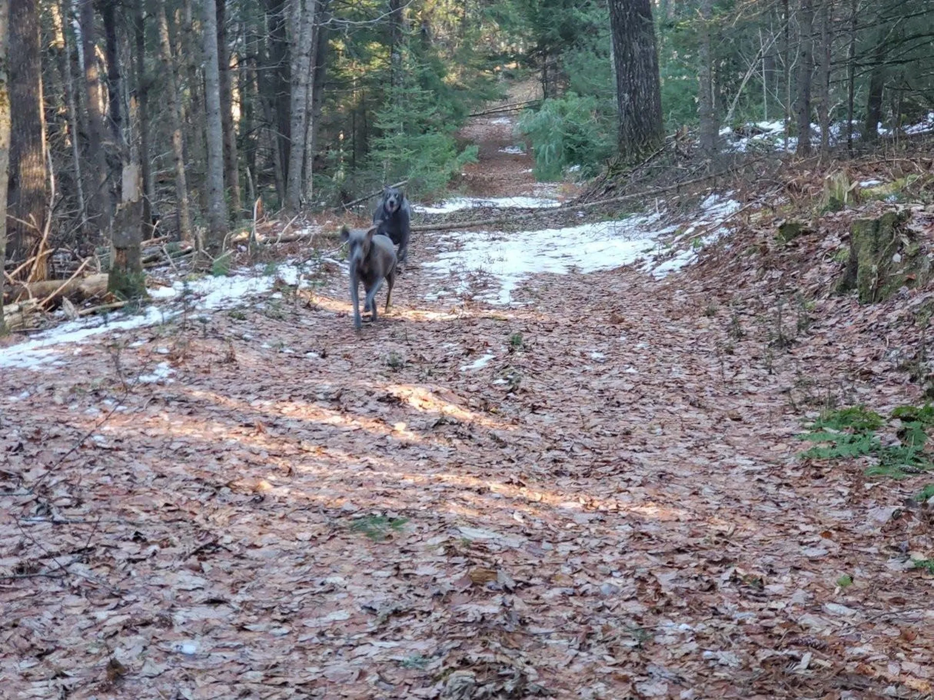 190 Bolander Road Bradford VT 05033