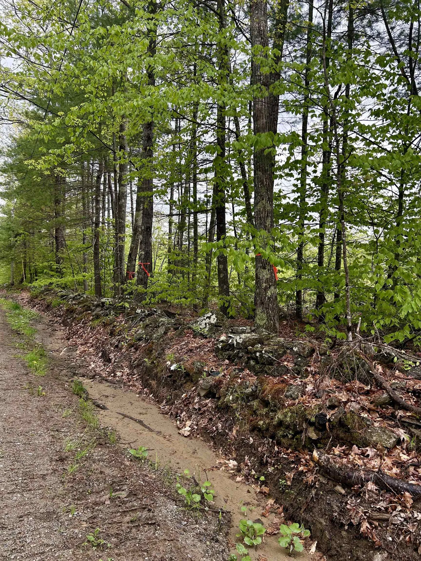 Farm Road Surry NH 03431