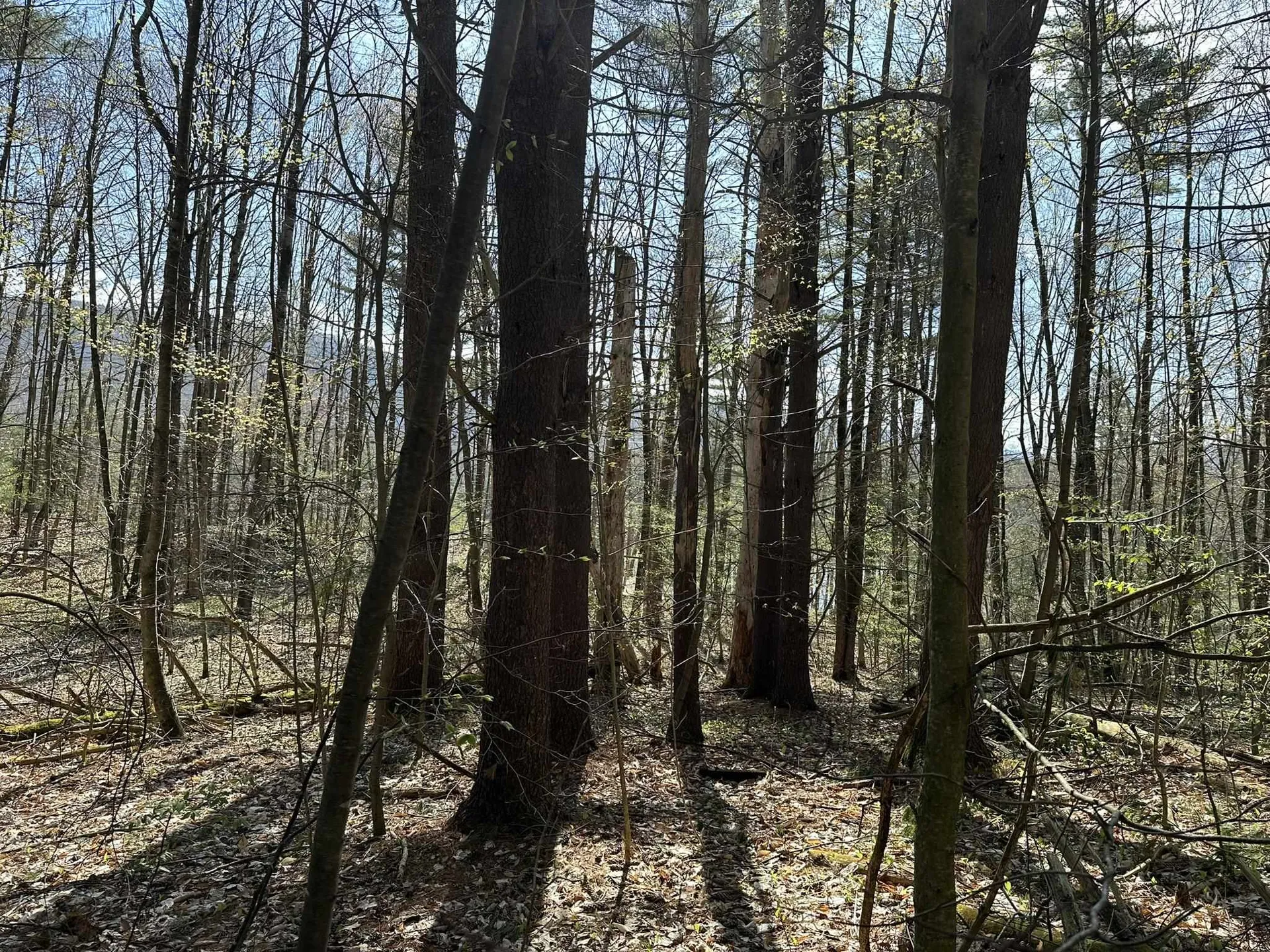 0 Fern Lake Road Leicester VT 05733