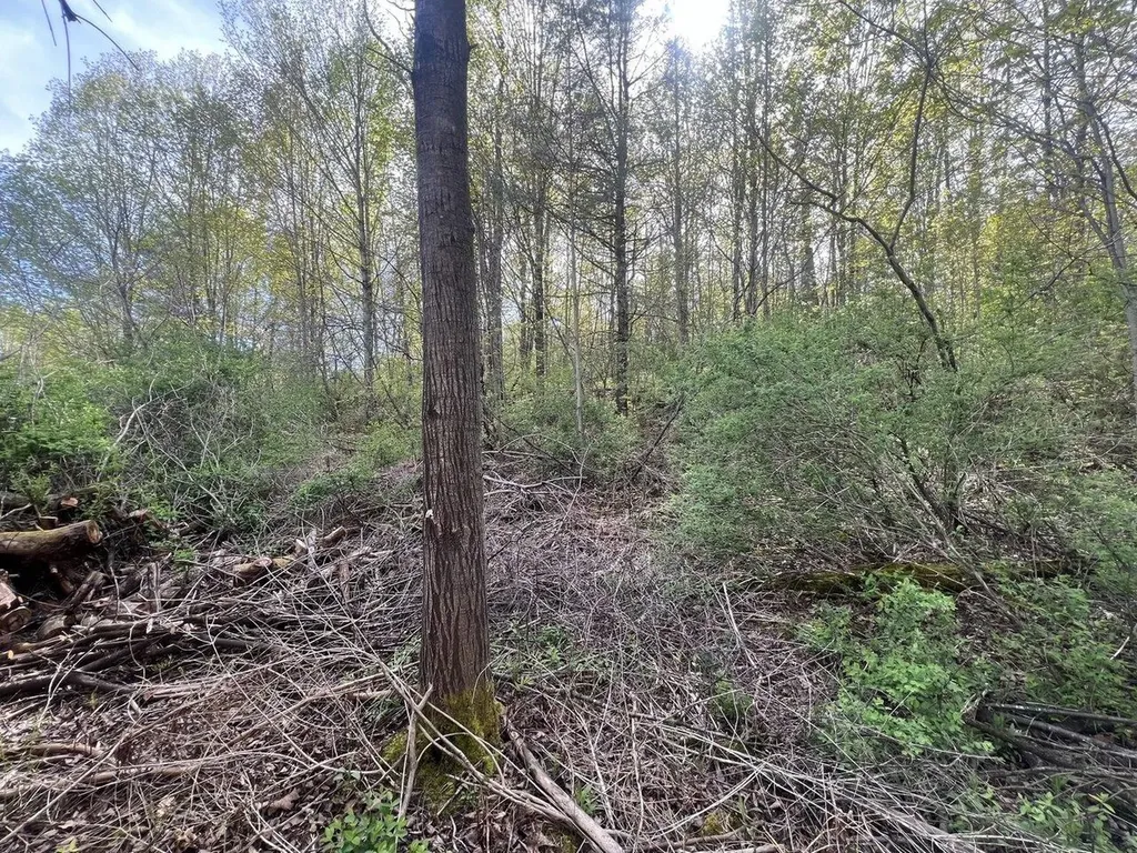 Tbd Delorm Road Leicester VT 05733