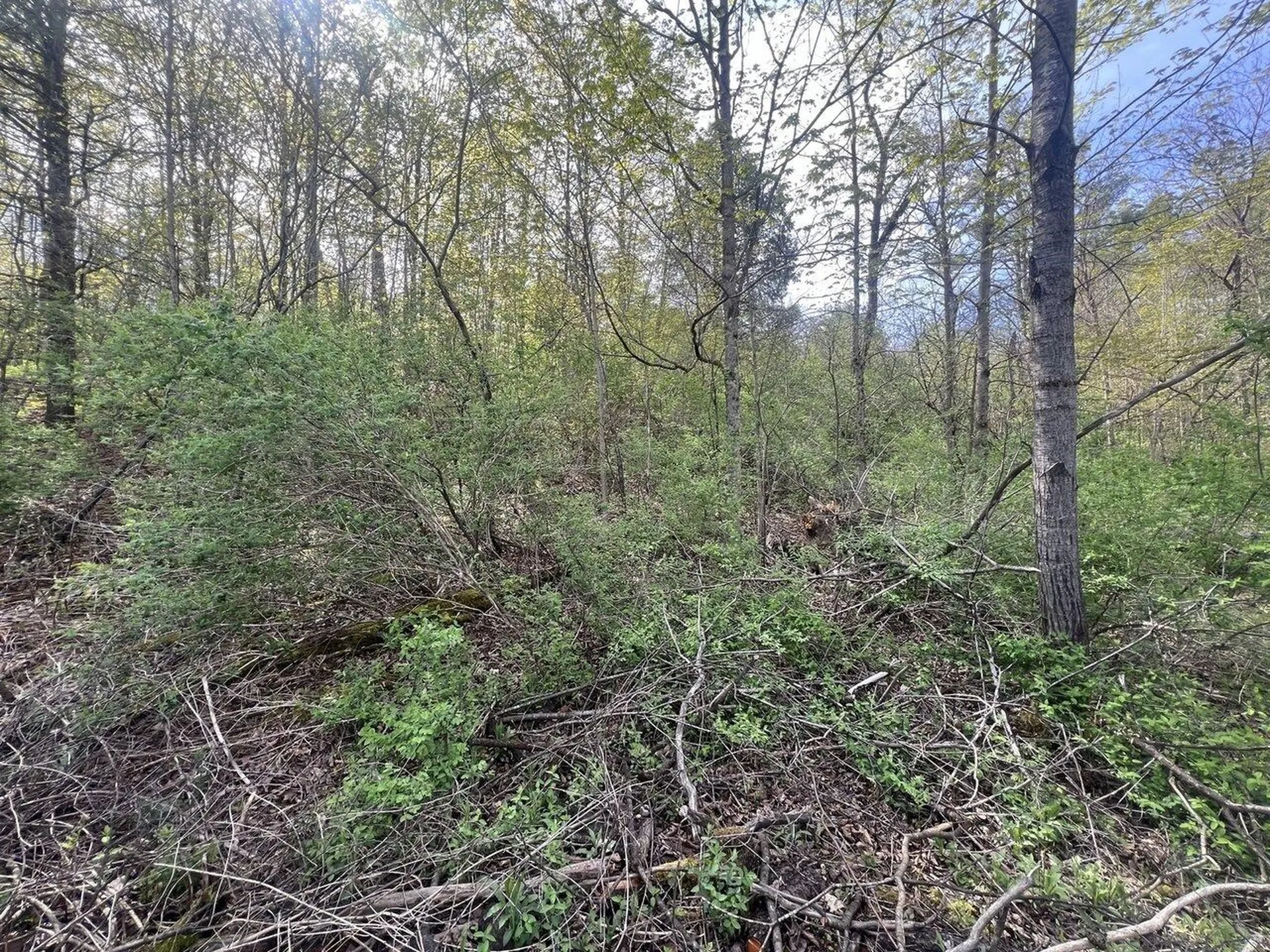 Tbd Delorm Road Leicester VT 05733