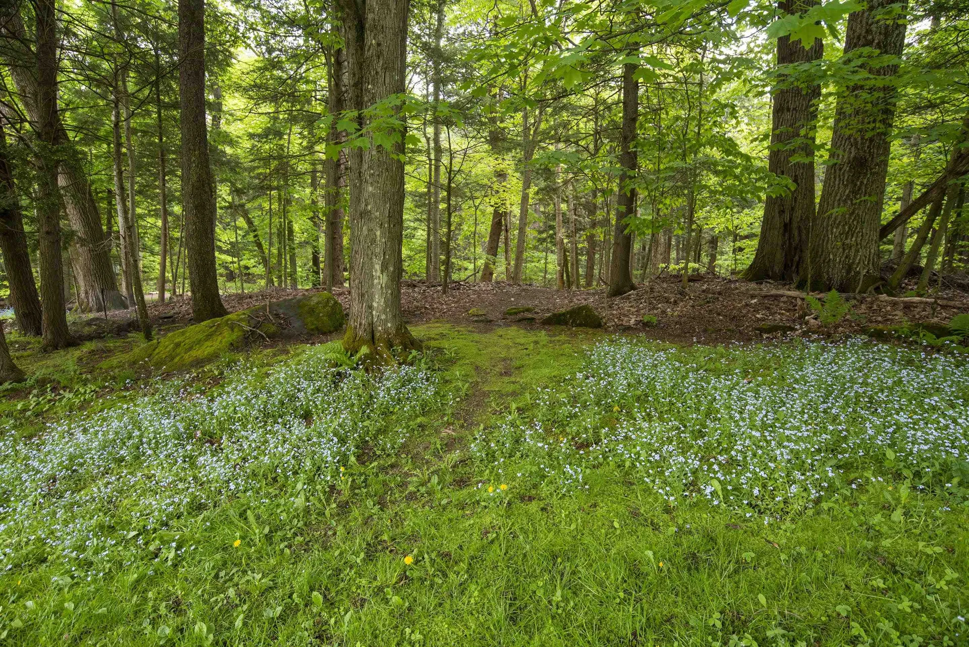 25 Hubbard Park Drive Montpelier VT 05602