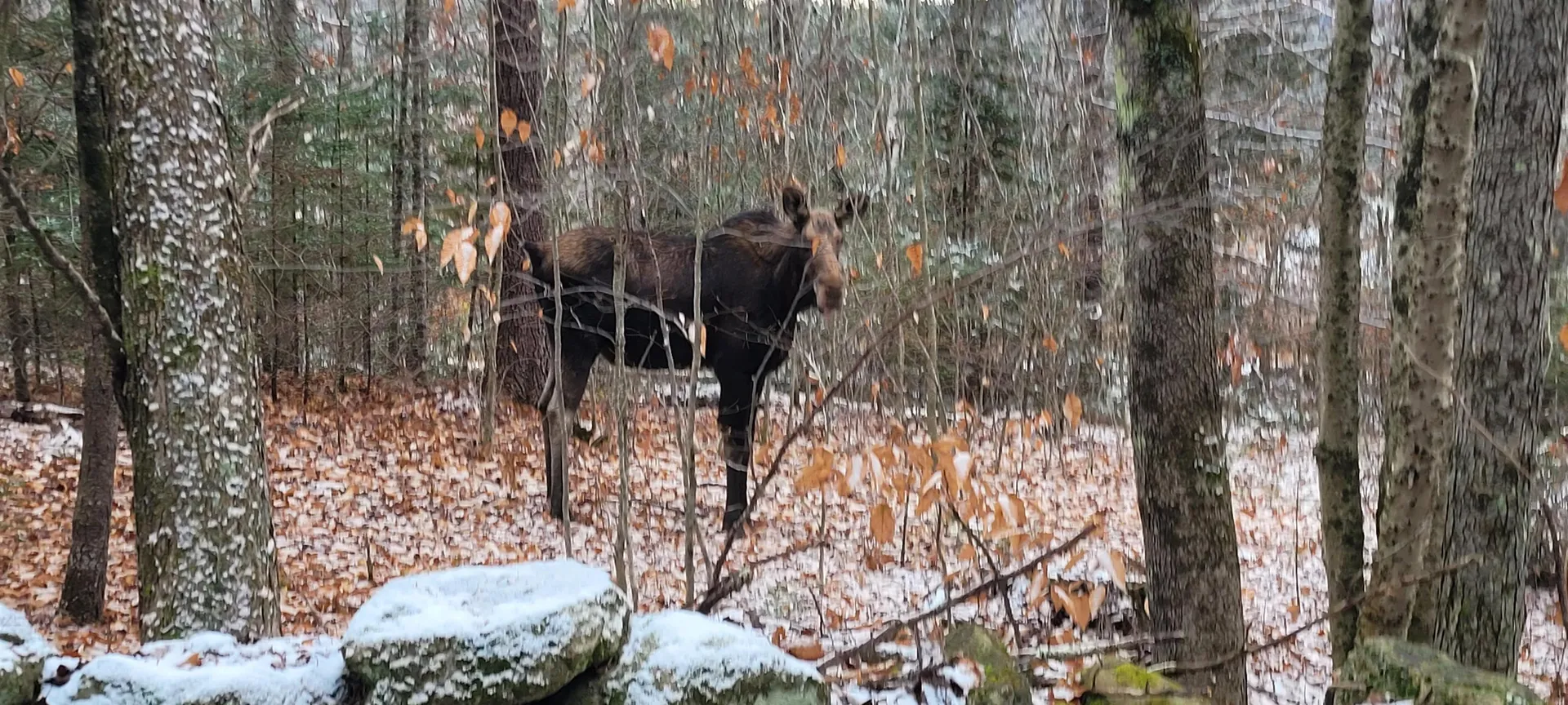 236 Cheever Road Wentworth NH 03282