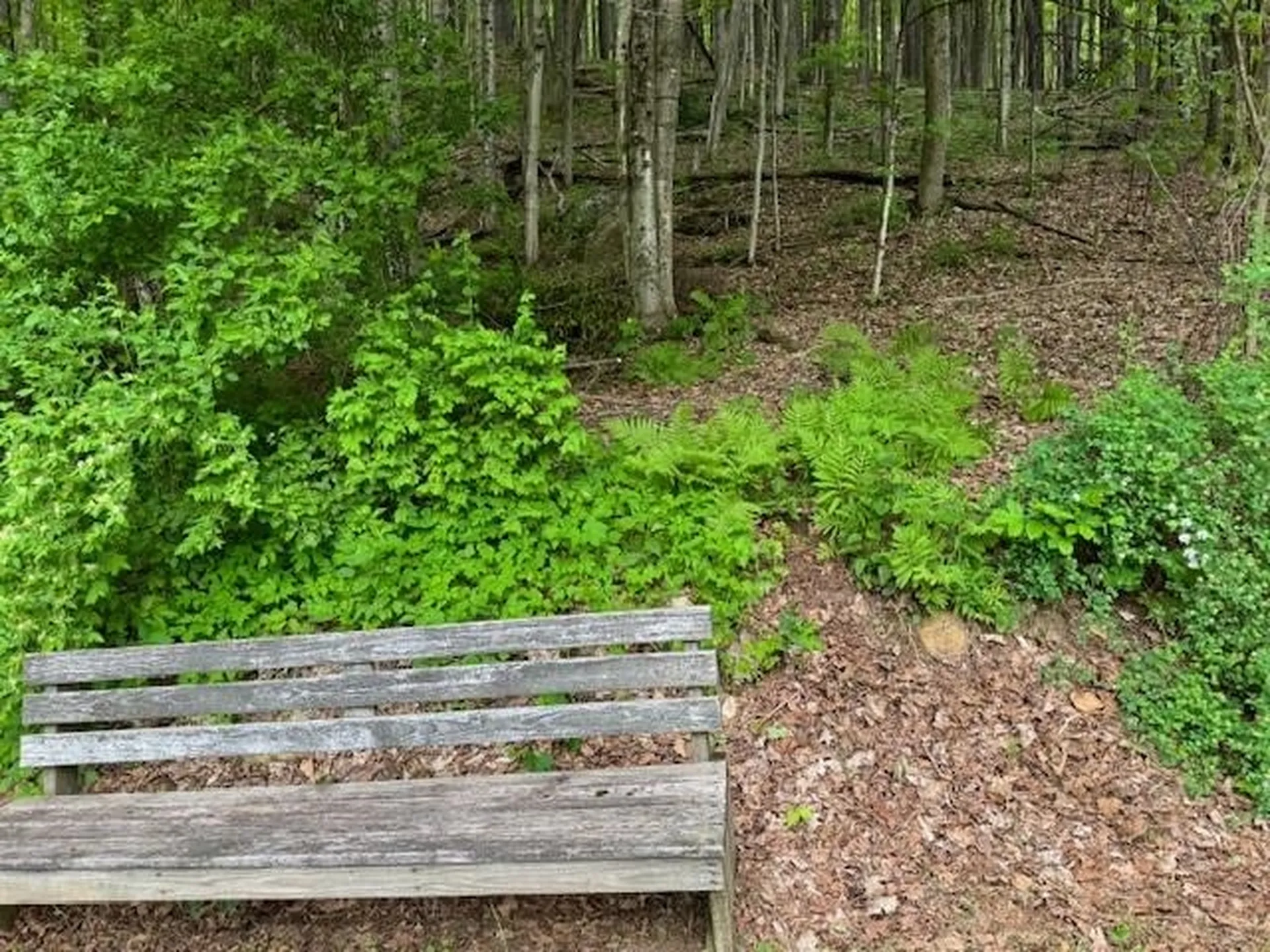 24 High Street Woodstock VT 05091