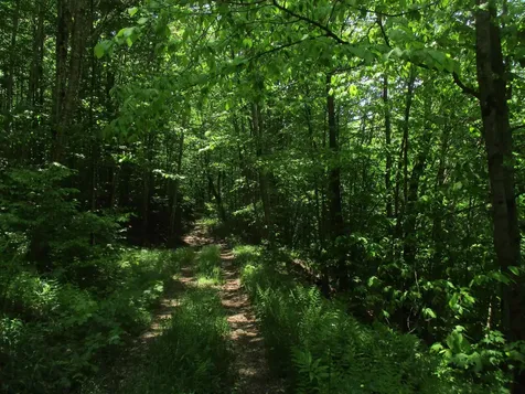 222 Granstworth Road Braintree VT 05060