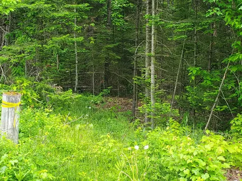 Lot 6 Nh Route 4a Grafton NH 03240
