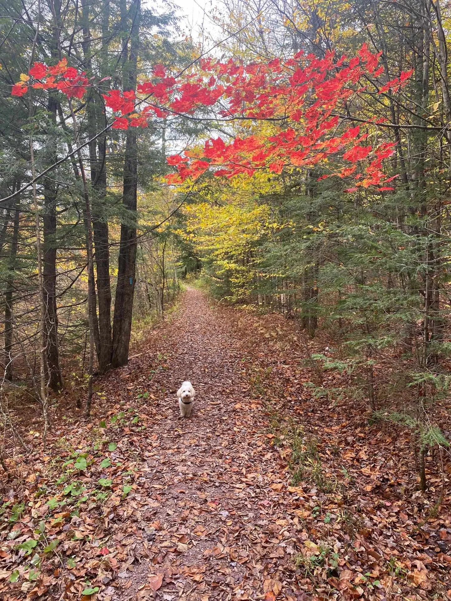 187 Hardwood Mountain Road Marshfield VT 05658