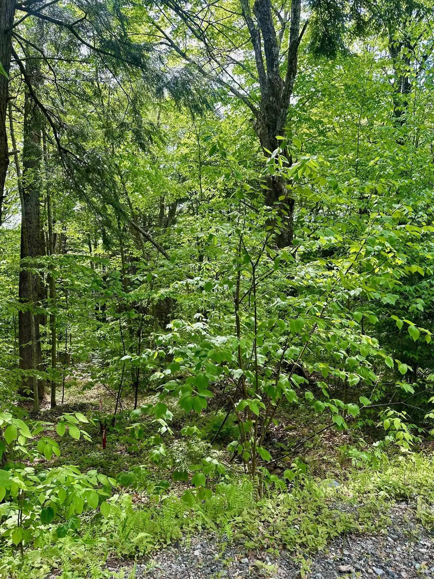 G6 Timber Lane Wardsboro VT 05355