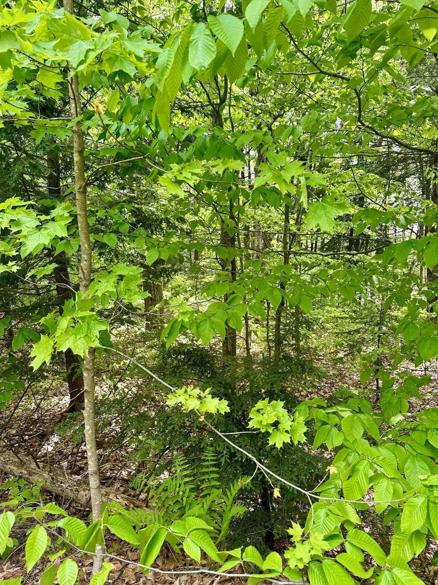 G6 Timber Lane Wardsboro VT 05355