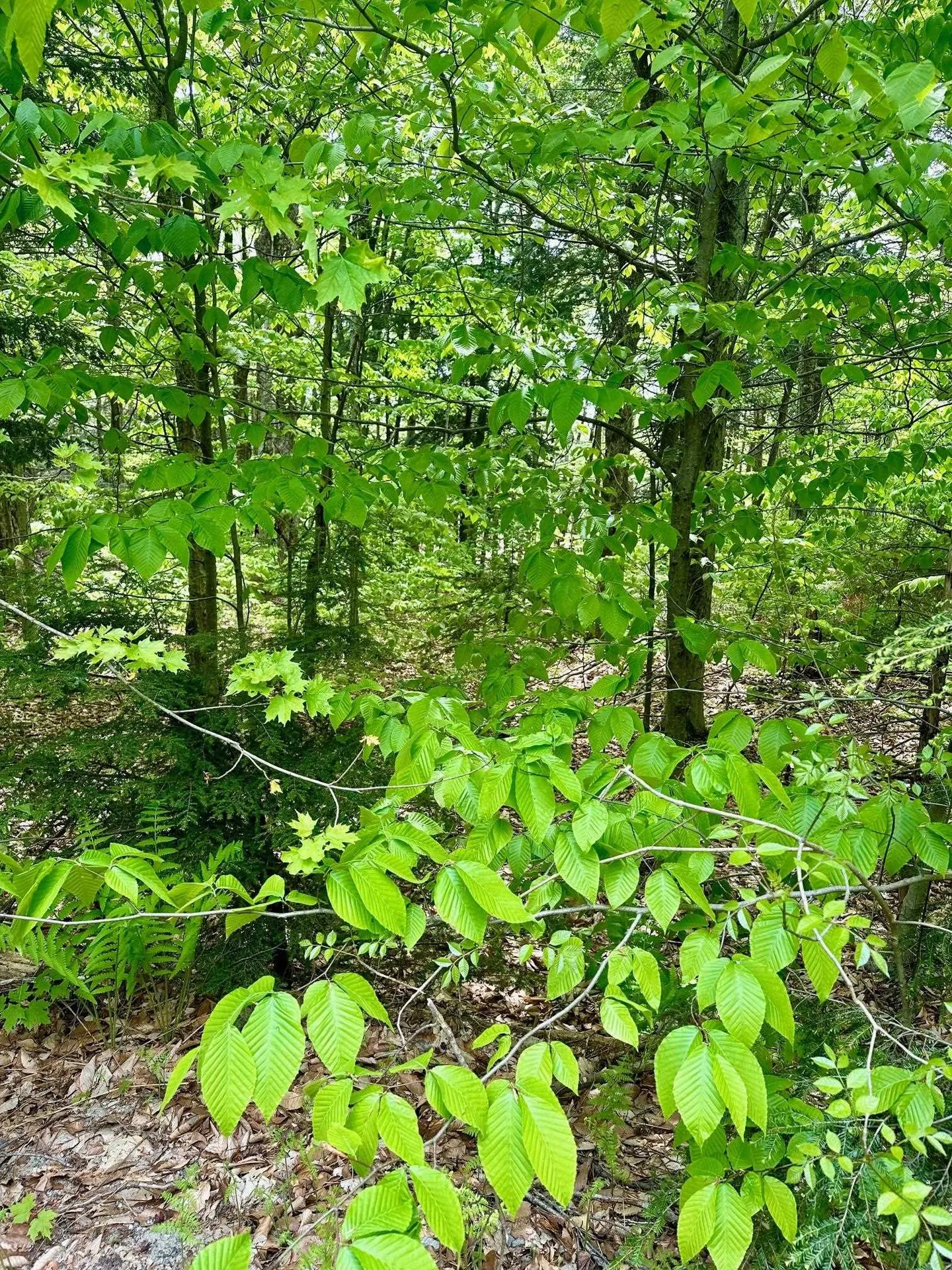 G6 Timber Lane Wardsboro VT 05355