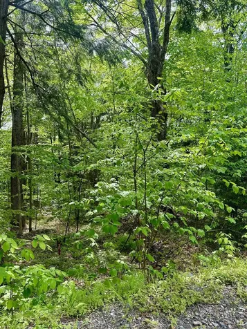 G6 Timber Lane Wardsboro VT 05355