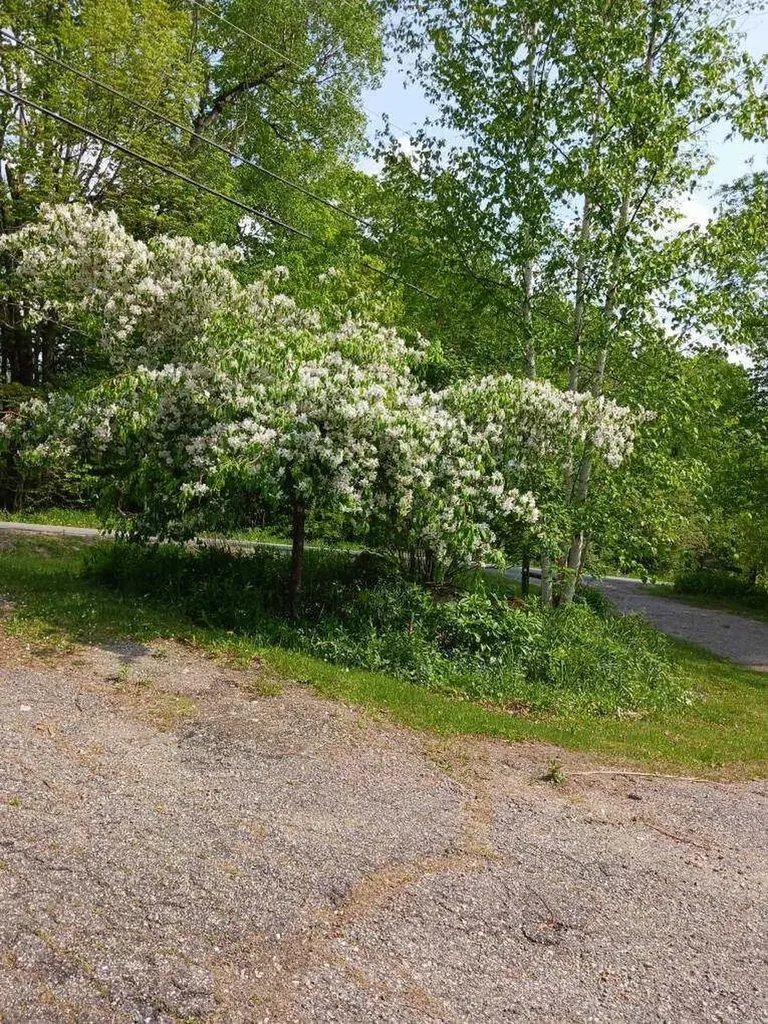2529 Center Road Hyde Park VT 05655