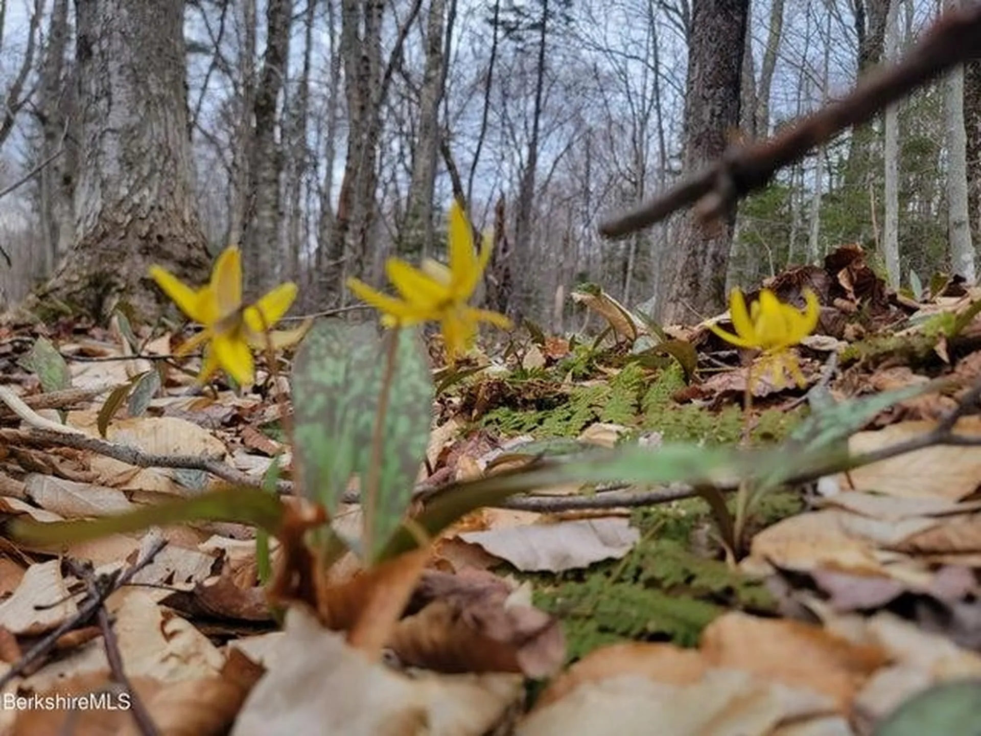 0 County Road Stamford VT 05352