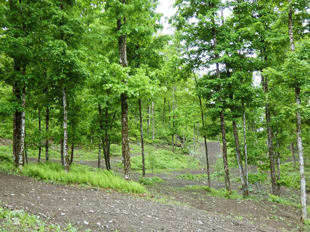 1231 Lafont Road Albany VT 05820